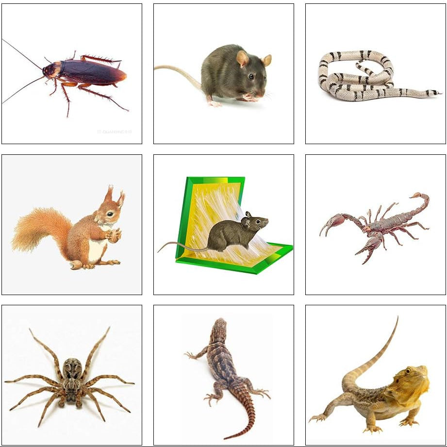 (PAGA 1 LLEVA 2)Trampas de pegamento para ratas y roedores