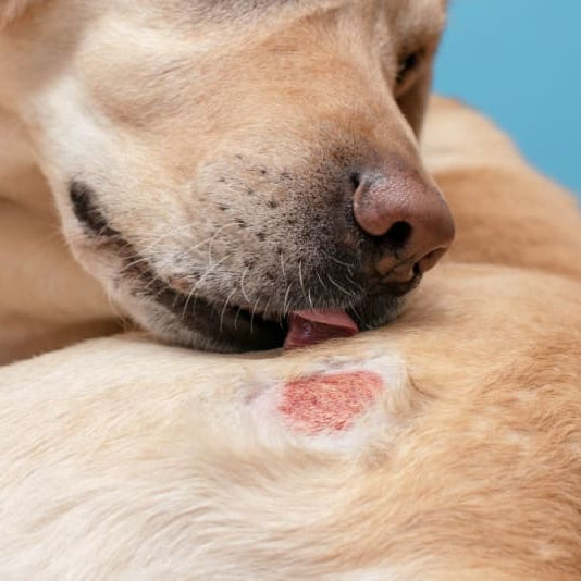 Alivio natural para reducir y controlar infecciones por hongos en la piel o el organismo del perro